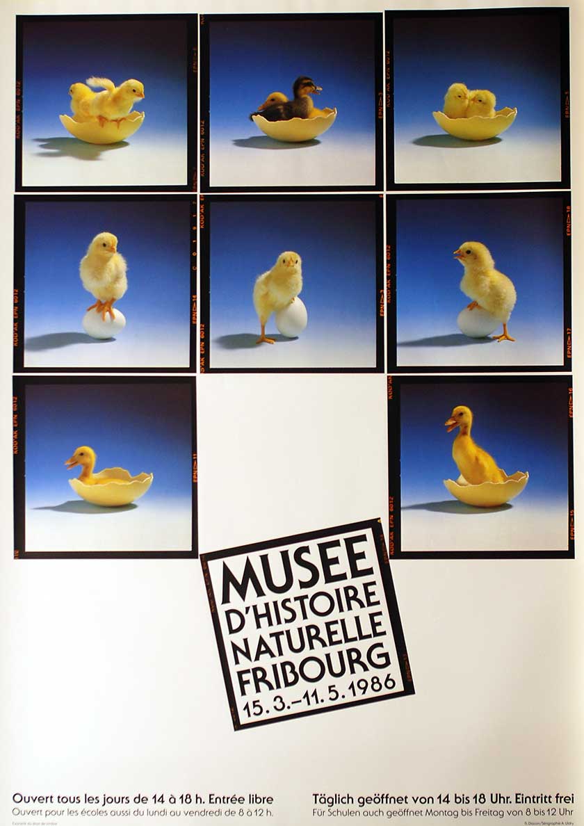 (Küken)