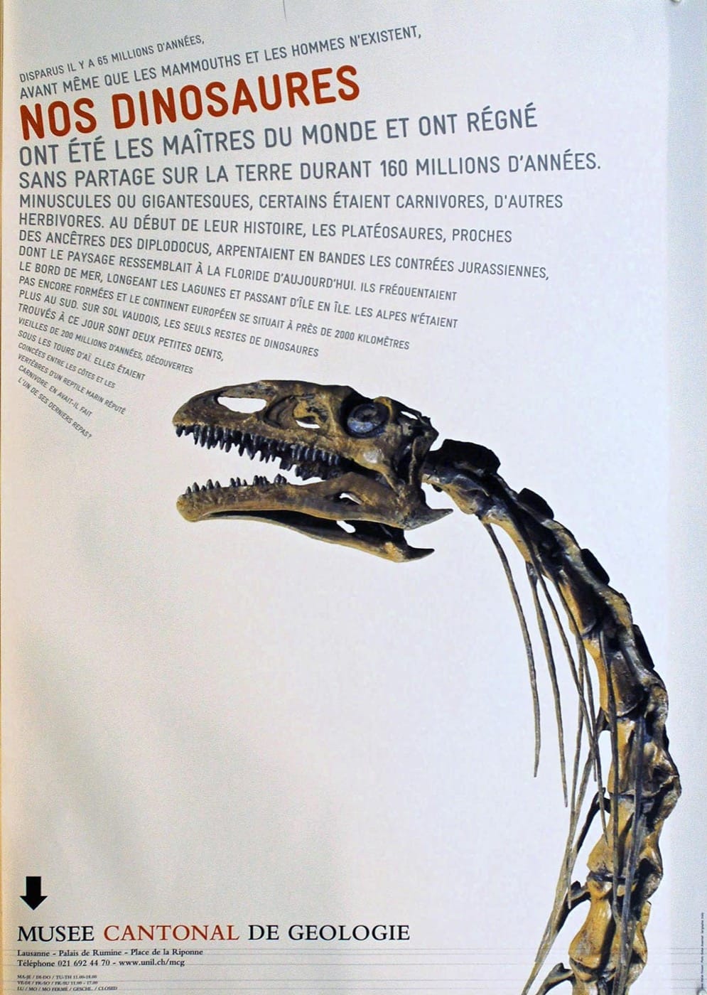 Nos dinosaures