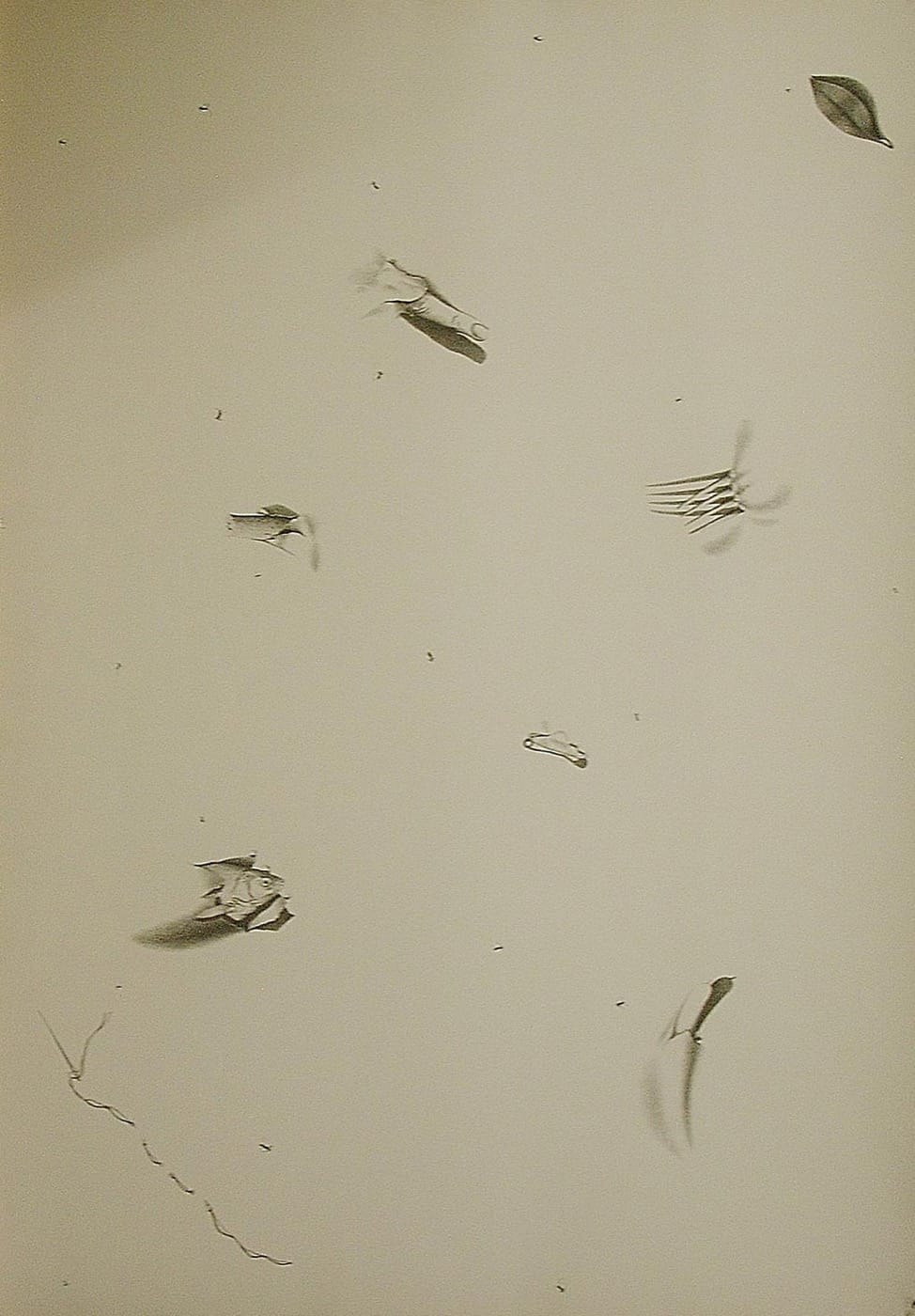 Tischtuch mit Fliegen