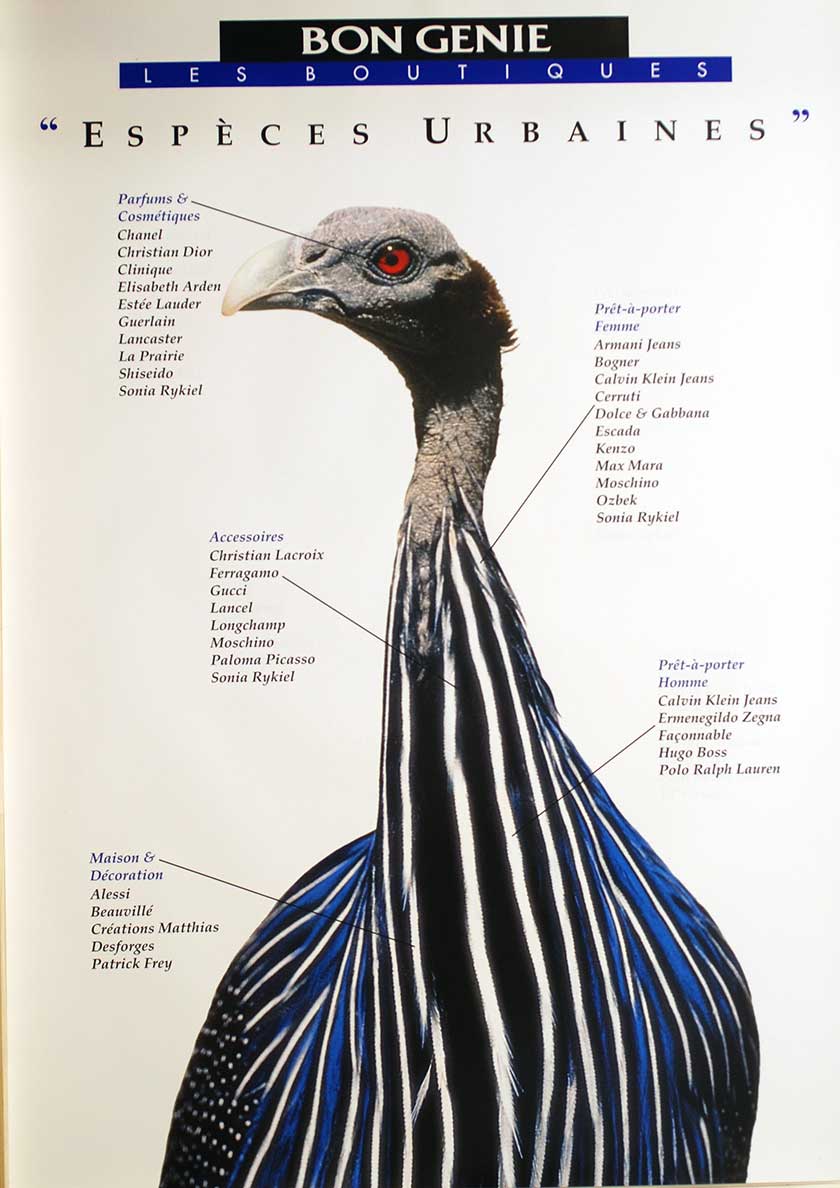 Espèces urbaines (Pfau)