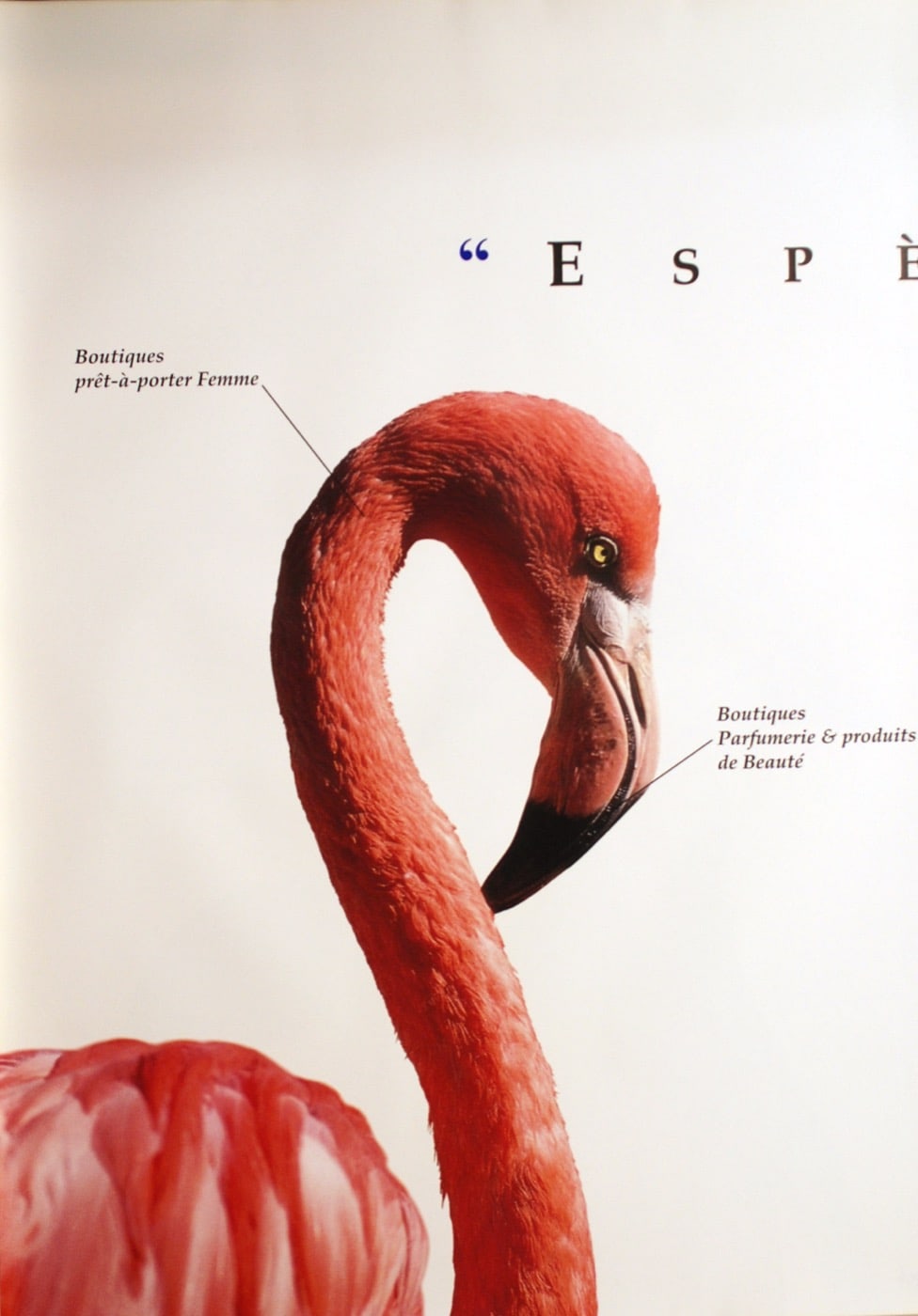 Espèces urbaines (Pelikan, Schildkröte, Zebra) (B12)